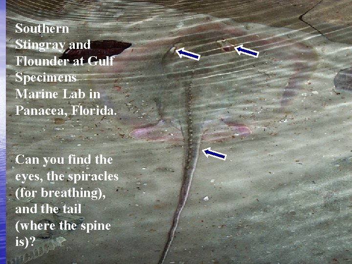 Southern Stingray and Flounder at Gulf Specimens Marine Lab in Panacea, Florida. Can you