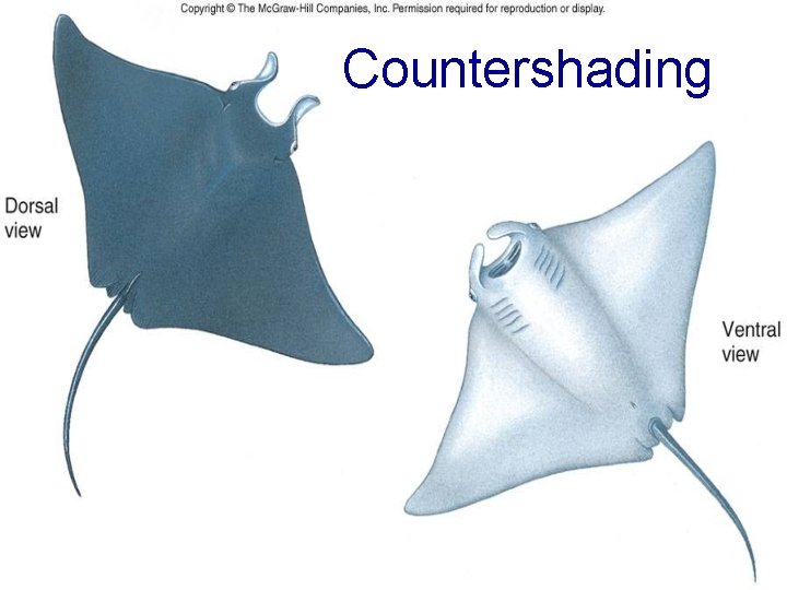 Countershading 