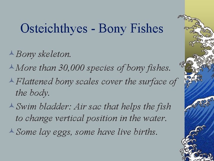 Osteichthyes - Bony Fishes ©Bony skeleton. ©More than 30, 000 species of bony fishes.