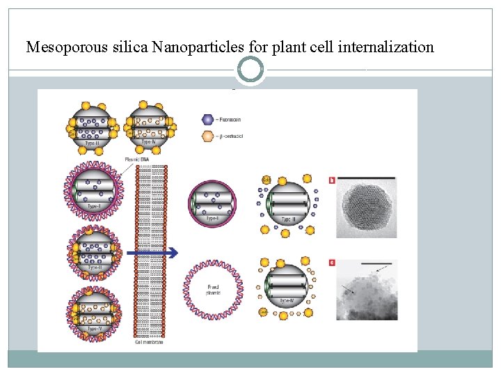 Mesoporous silica Nanoparticles for plant cell internalization 
