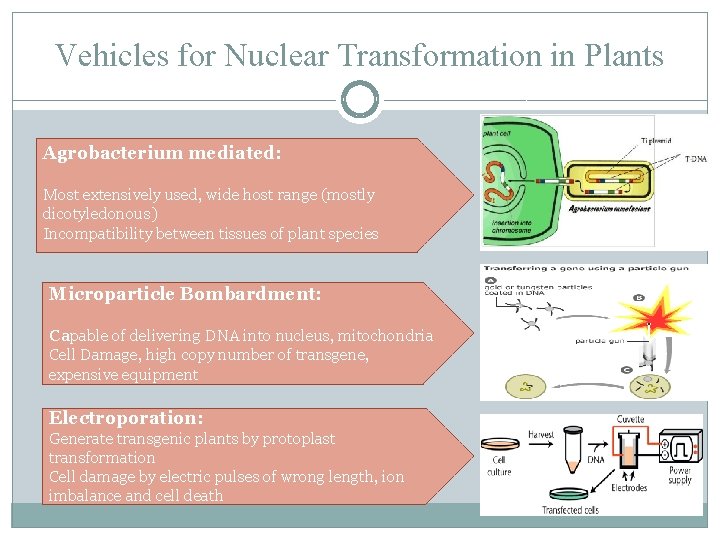 Vehicles for Nuclear Transformation in Plants Agrobacterium mediated: Most extensively used, wide host range