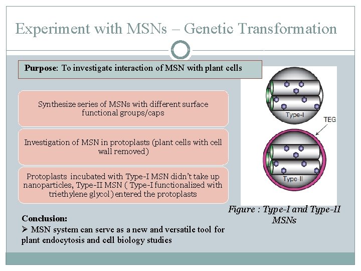 Experiment with MSNs – Genetic Transformation Purpose: To investigate interaction of MSN with plant