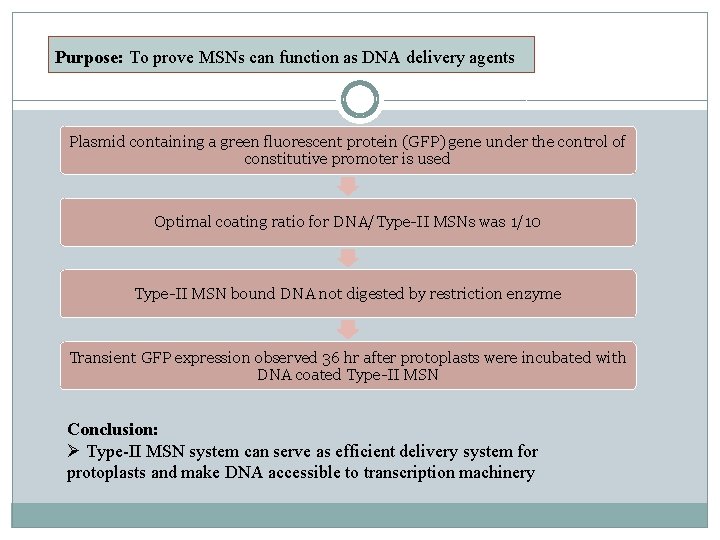 Purpose: To prove MSNs can function as DNA delivery agents Plasmid containing a green