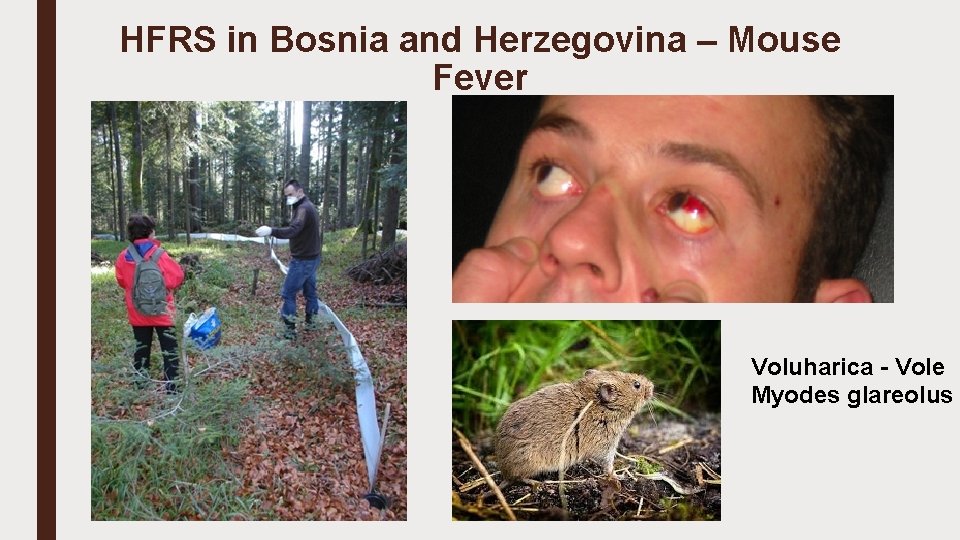 HFRS in Bosnia and Herzegovina – Mouse Fever Voluharica - Vole Myodes glareolus 