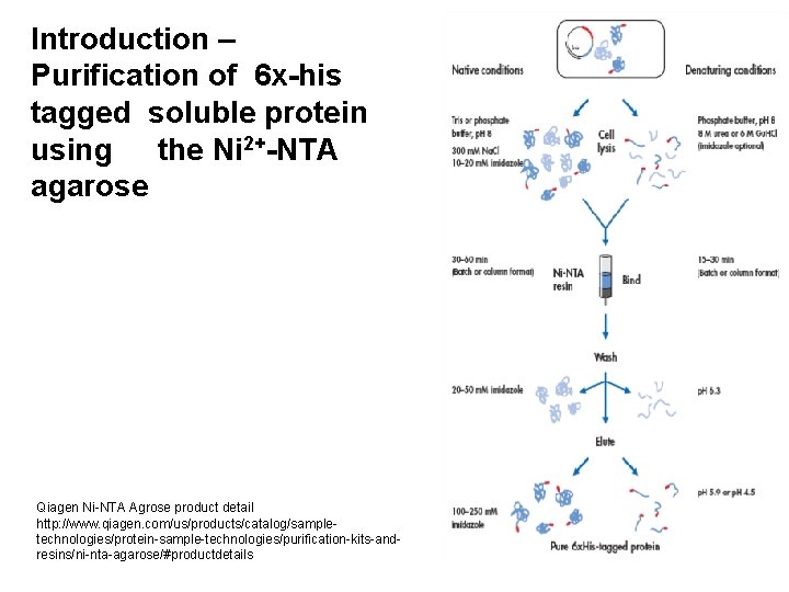 Introduction – Purification of 6 x-his tagged soluble protein using the Ni 2+-NTA agarose