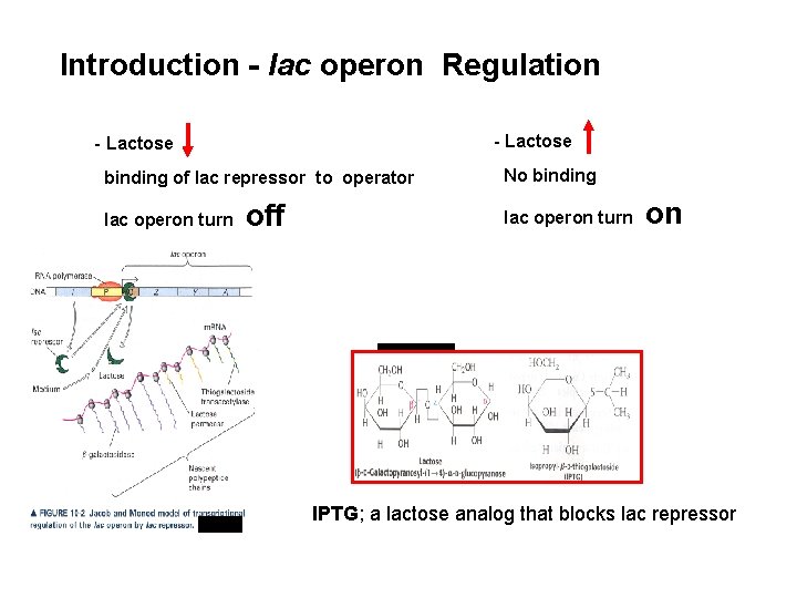  Introduction - lac operon Regulation - Lactose binding of lac repressor to operator