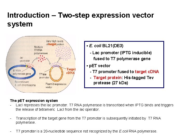 Introduction – Two-step expression vector system target ▪ E. coli BL 21(DE 3) -