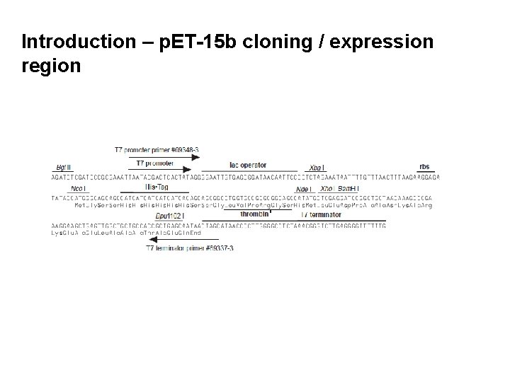 Introduction – p. ET-15 b cloning / expression region 