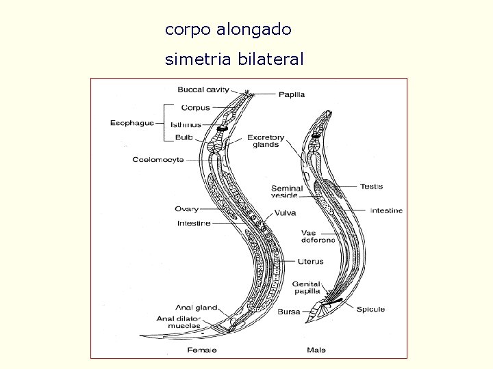 corpo alongado simetria bilateral 