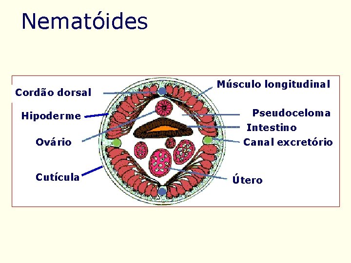 Nematóides Cordão dorsal Hipoderme Ovário Cutícula Músculo longitudinal Pseudoceloma Intestino Canal excretório Útero 