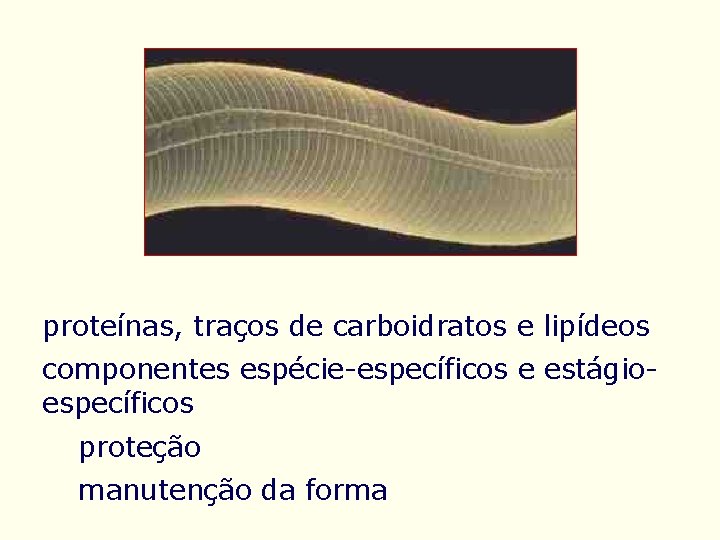 proteínas, traços de carboidratos e lipídeos componentes espécie-específicos e estágioespecíficos proteção manutenção da forma