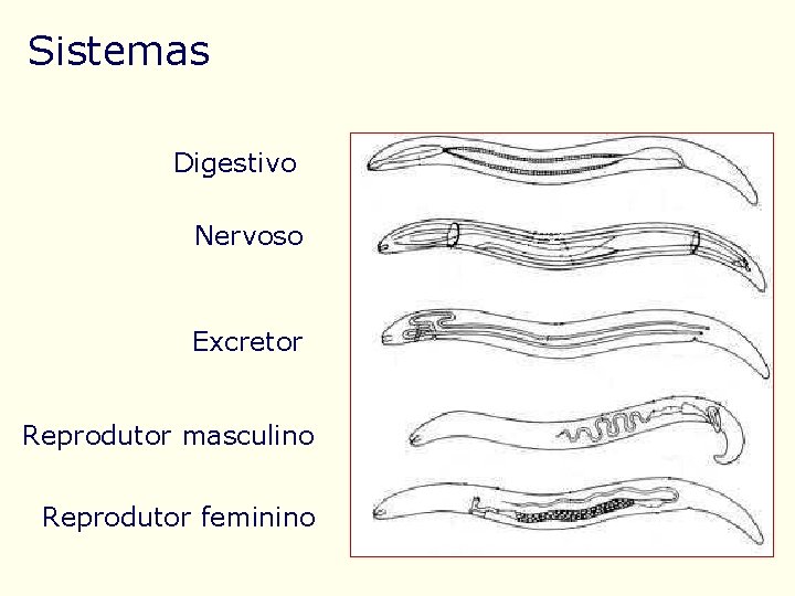 Sistemas Digestivo Nervoso Excretor Reprodutor masculino Reprodutor feminino 