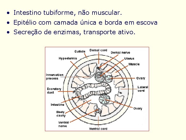  • Intestino tubiforme, não muscular. • Epitélio com camada única e borda em