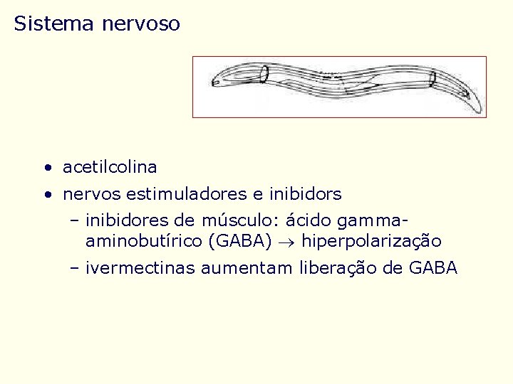 Sistema nervoso • acetilcolina • nervos estimuladores e inibidors – inibidores de músculo: ácido