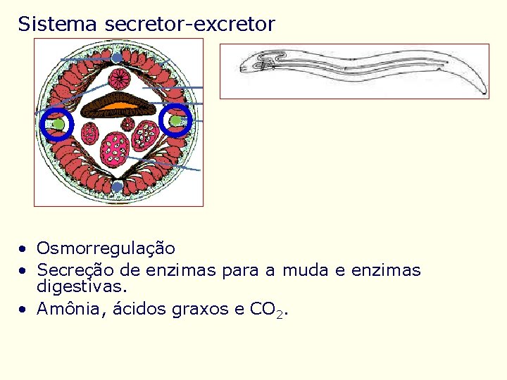 Sistema secretor-excretor • Osmorregulação • Secreção de enzimas para a muda e enzimas digestivas.