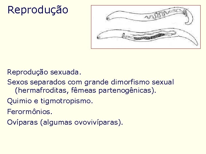 Reprodução sexuada. Sexos separados com grande dimorfismo sexual (hermafroditas, fêmeas partenogênicas). Quimio e tigmotropismo.