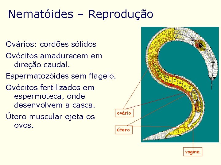 Nematóides – Reprodução Ovários: cordões sólidos Ovócitos amadurecem em direção caudal. Espermatozóides sem flagelo.