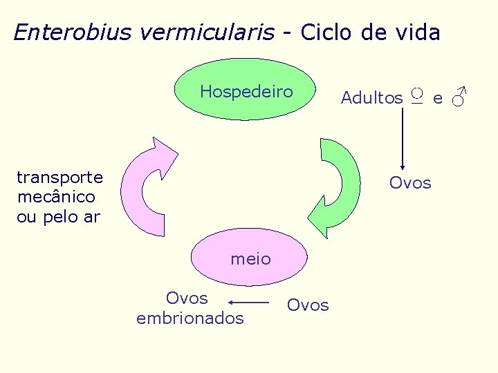 Enterobius vermicularis - Ciclo de vida Hospedeiro transporte mecânico ou pelo ar Adultos ♀