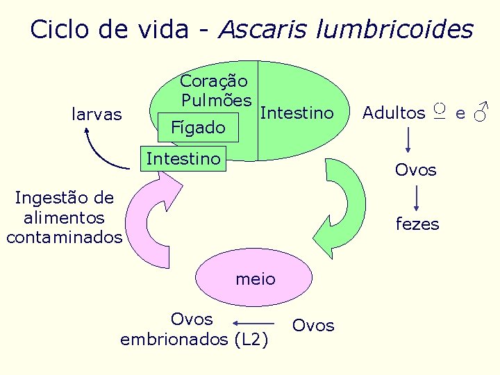 Ciclo de vida - Ascaris lumbricoides larvas Coração Pulmões Fígado Intestino Adultos ♀ Ovos