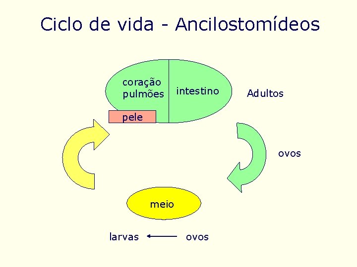 Ciclo de vida - Ancilostomídeos coração pulmões intestino Adultos pele ovos meio larvas ovos