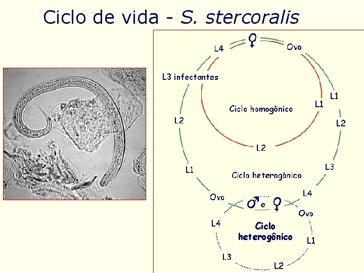 Ciclo de vida - S. stercoralis Ciclo heterogônico 