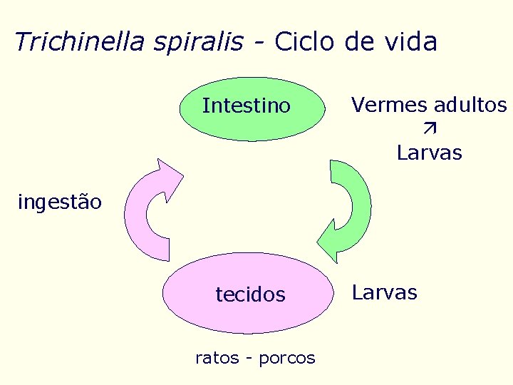 Trichinella spiralis - Ciclo de vida Intestino Vermes adultos Larvas ingestão tecidos ratos -