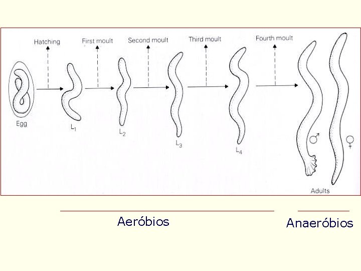 Aeróbios Anaeróbios 