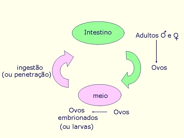 Intestino Adultos O e O + Ovos ingestão (ou penetração) meio Ovos embrionados (ou