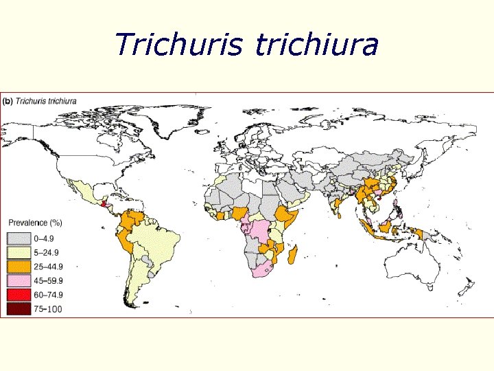 Trichuris trichiura 