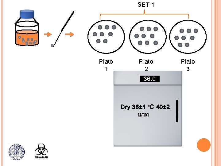SET 1 Plate 2 36. 0 Dry 36± 1 o. C 40± 2 นาท