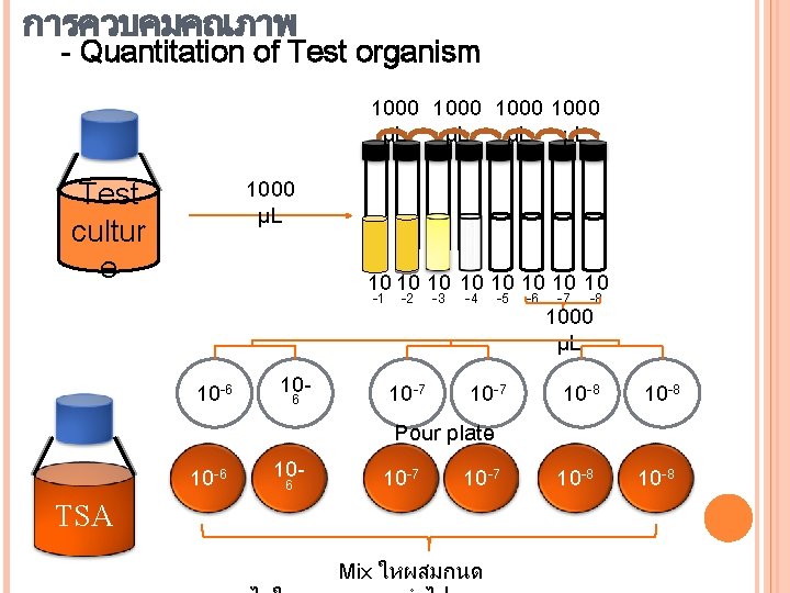 การควบคมคณภาพ - Quantitation of Test organism 1000 µL µL Test cultur e 1000 µL