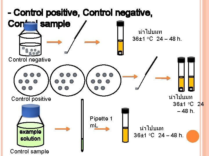 - Control positive, Control negative, Control sample นำไปบมท 36± 1 o. C 24 –