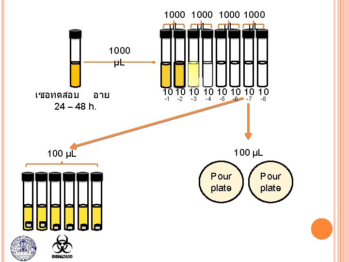 1000 µL µL 1000 µL เชอทดสอบ อาย 24 – 48 h. 10 10 -1