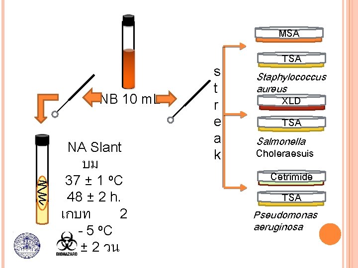 MSA NB 10 m. L NA Slant บม 37 ± 1 o. C 48