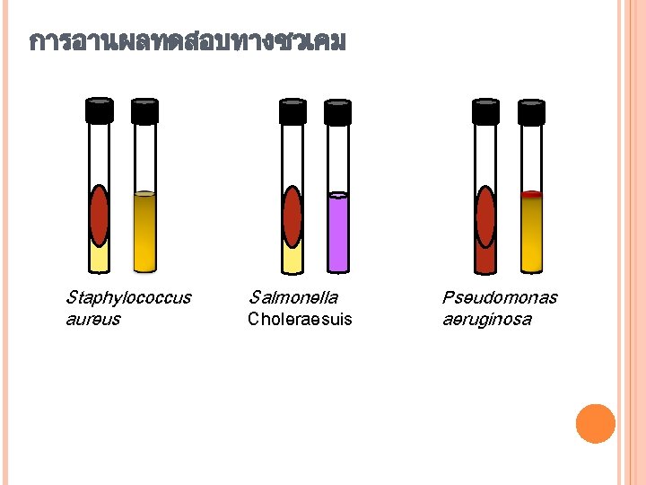 การอานผลทดสอบทางชวเคม Staphylococcus aureus Salmonella Choleraesuis Pseudomonas aeruginosa 