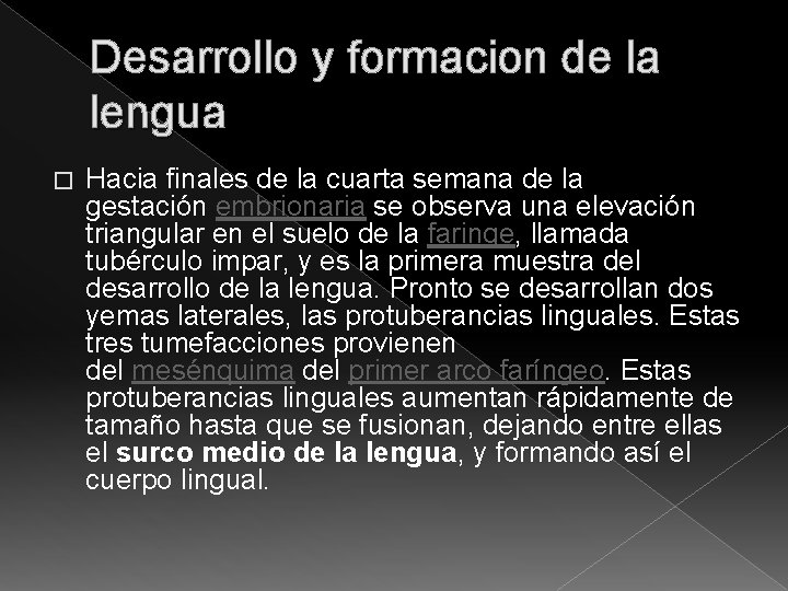 Desarrollo y formacion de la lengua � Hacia finales de la cuarta semana de