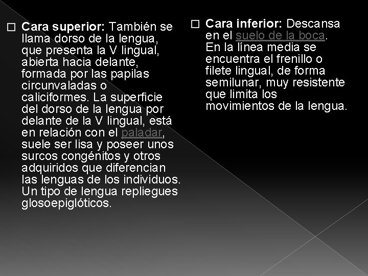 � Cara superior: También se � Cara inferior: Descansa en el suelo de la