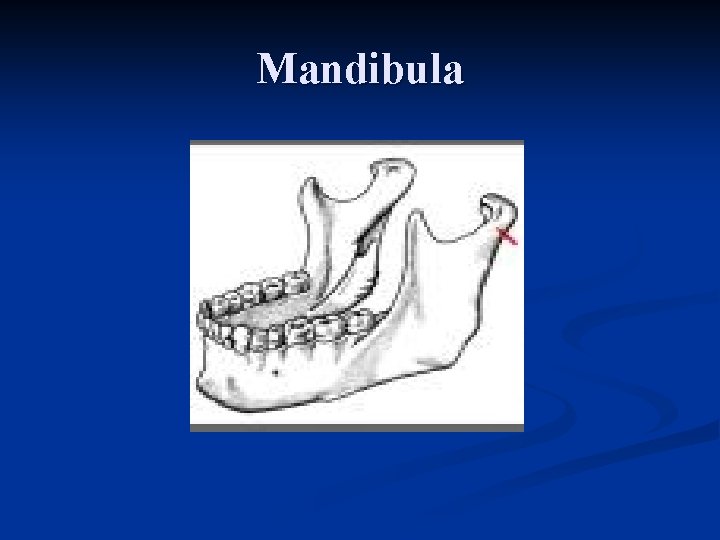 Mandibula 