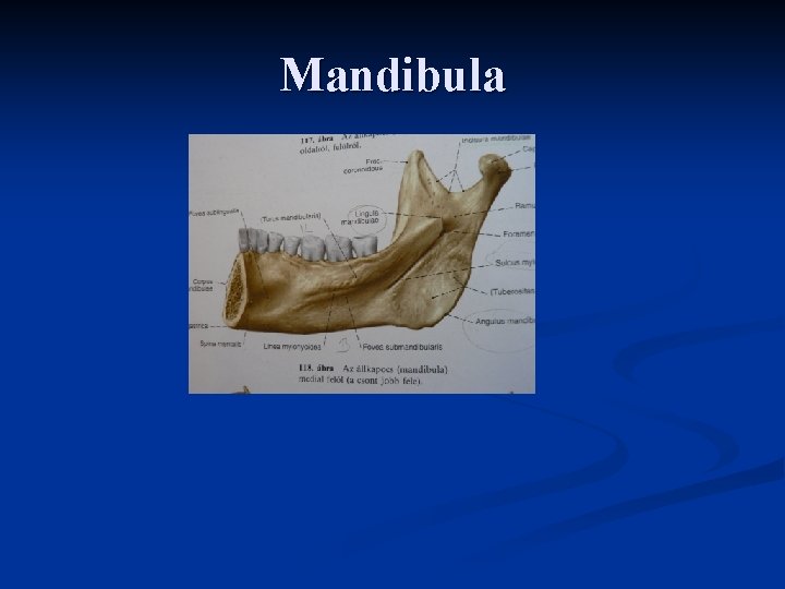 Mandibula 