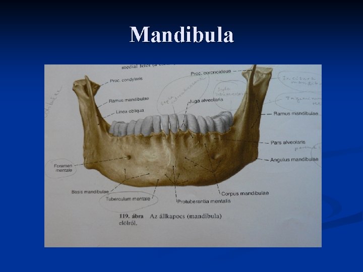 Mandibula 