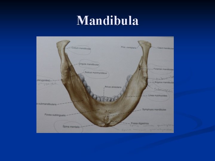 Mandibula 