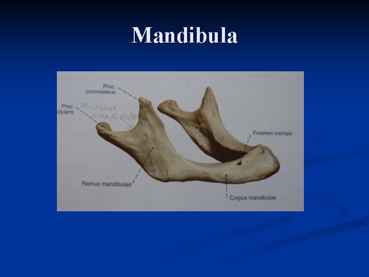 Mandibula 