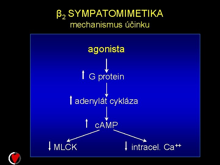 β 2 SYMPATOMIMETIKA mechanismus účinku agonista G protein adenylát cykláza c. AMP MLCK intracel.