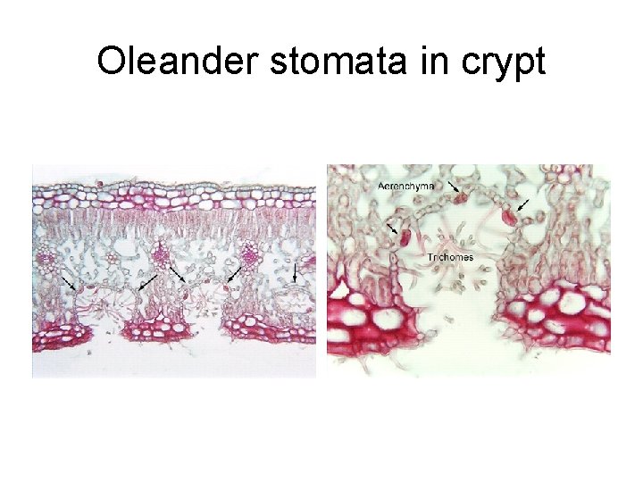 Oleander stomata in crypt 