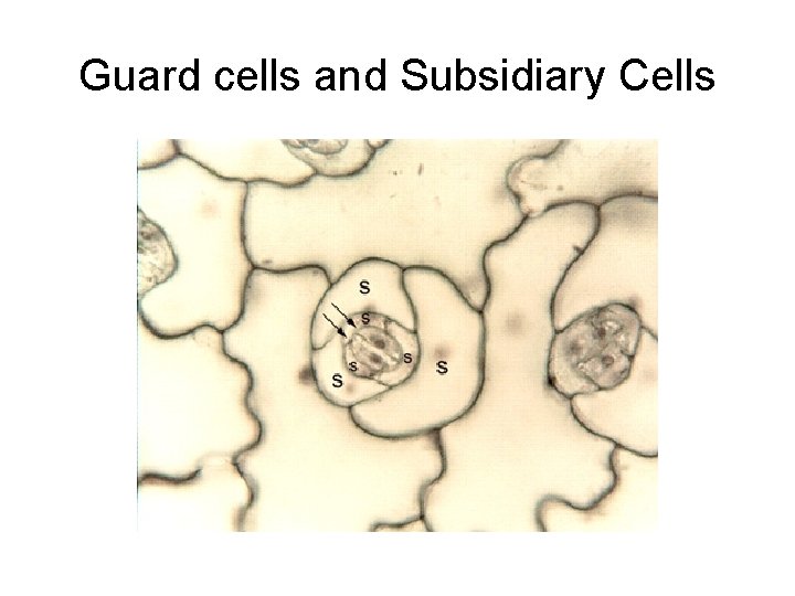 Guard cells and Subsidiary Cells 