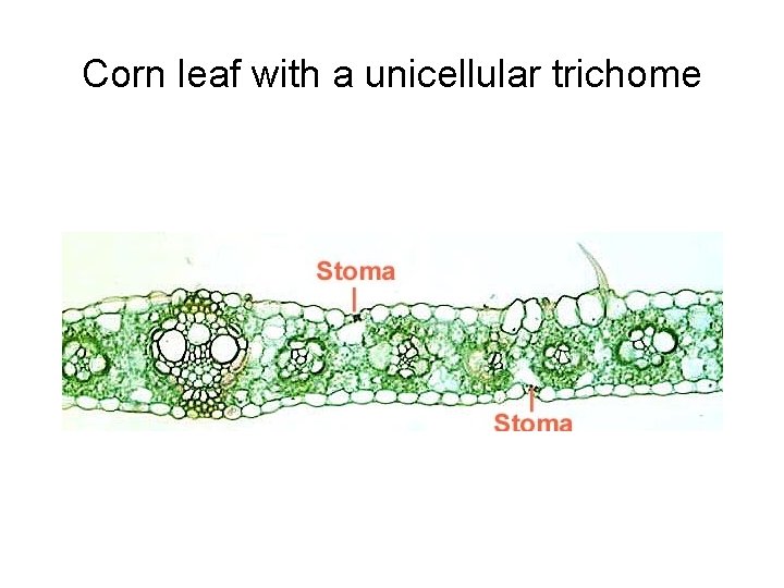 Corn leaf with a unicellular trichome 