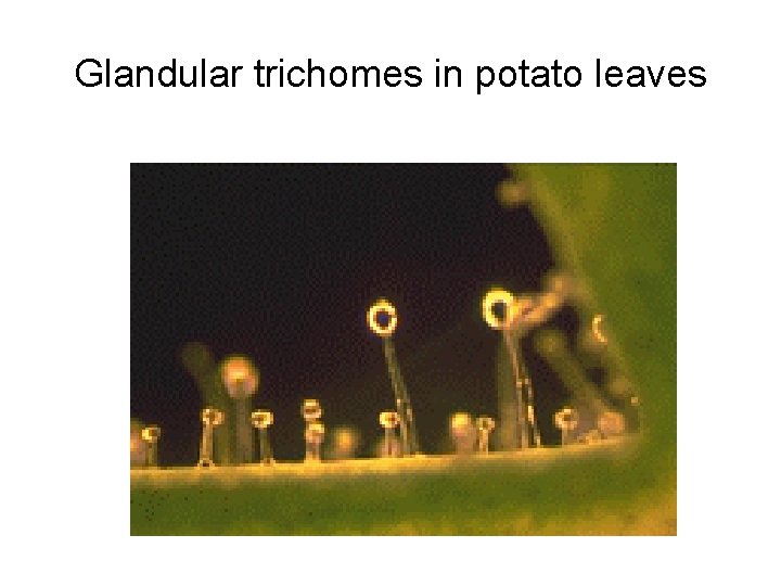 Glandular trichomes in potato leaves 