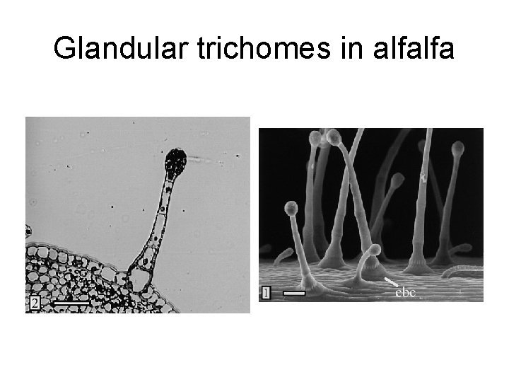 Glandular trichomes in alfalfa 