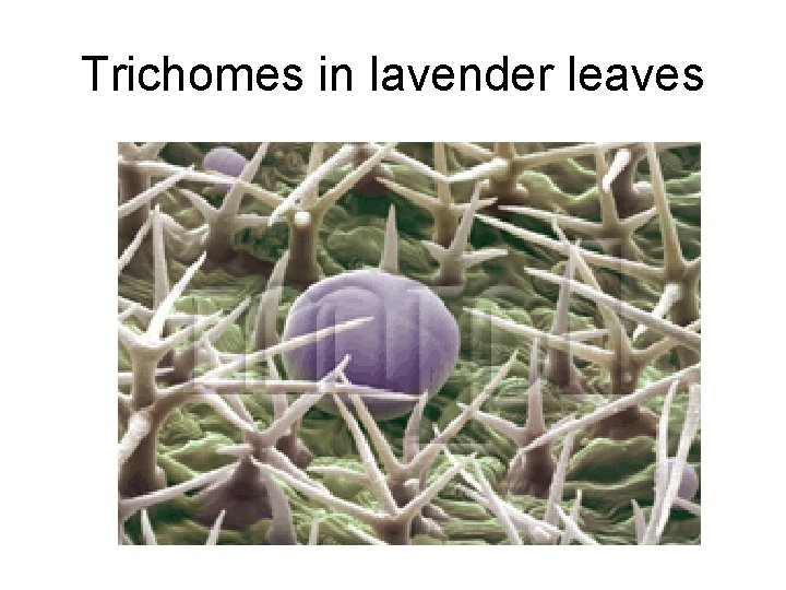 Trichomes in lavender leaves 
