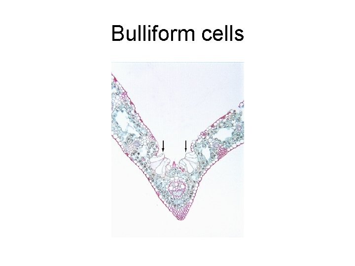Bulliform cells 